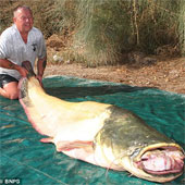Anh: Bắt được cá trê nặng gần 100kg 
