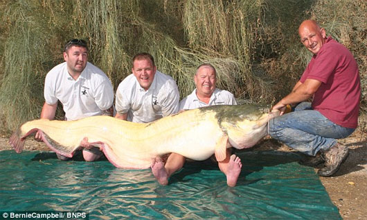 Bắt được cá trê nặng gần 100kg