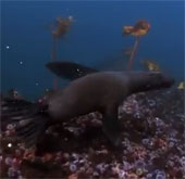 Video: Sư tử biển bị nghiền nát trong hàm cá mập
