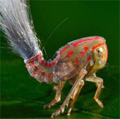 Loài côn trùng mới phát hiện có "mái tóc điện giật"