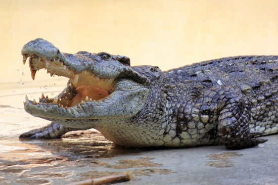  Da cá sấu giúp phát hiện con mồi đang bơi