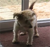 Video: Chó biết chùi chân trước khi vào nhà