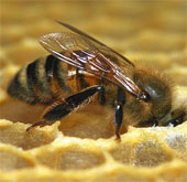 Huấn luyện ong phát hiện bệnh ung thư