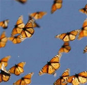 Biến đổi khí hậu làm gián đoạn mùa bay của loài bướm