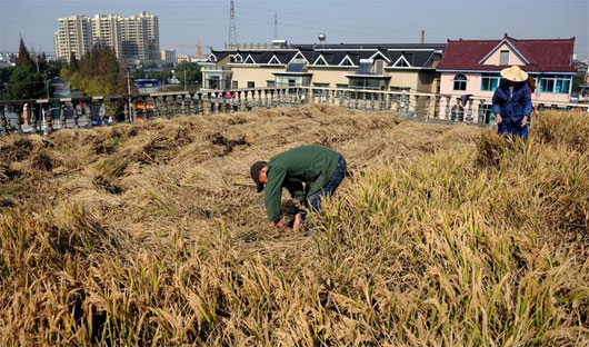 Lúa chín vàng ruộm trên mái nhà