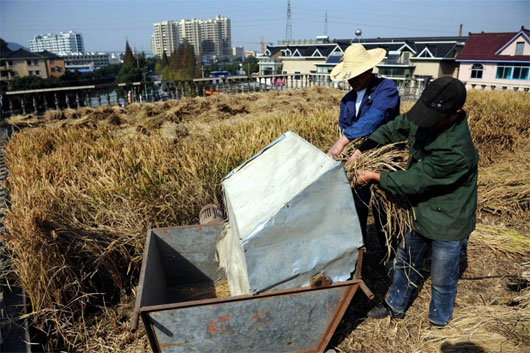 Lúa chín vàng ruộm trên mái nhà