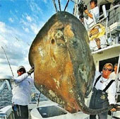 Bắt được “cá quái vật” 362kg
