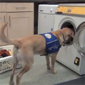 Video: Giới thiệu máy giặt khởi động theo tiếng chó sủa