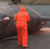 Video: Xác cá voi bất ngờ phát nổ
