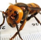 Video: 10 côn trùng "sát thủ" nguy hiểm nhất hành tinh