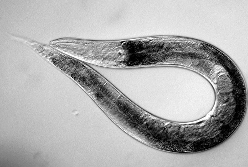Loài giun Caenorhabditis elegans có thể giúp cung cấp manh mối để con người tồn tại trên sao Hỏa 