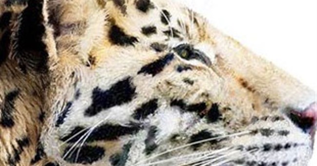 Phát hiện loài hổ lâu đời nhất trên Trái đất 