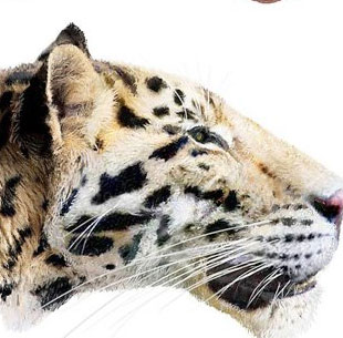 Phát hiện loài hổ lâu đời nhất trên Trái đất 