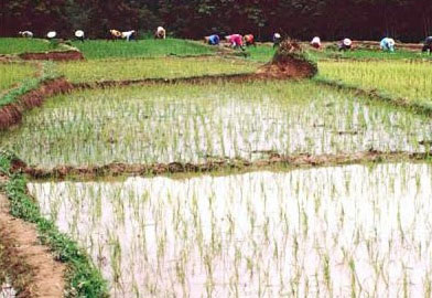 Gạo và nguy cơ phơi nhiễm thạch tín