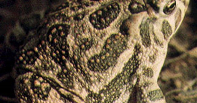 Giải mã giác quan thứ sáu của động vật 