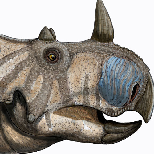 Phát hiện loài khủng long có sừng mới