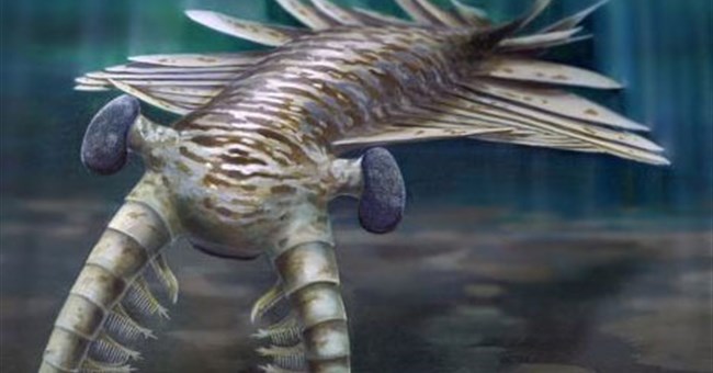 Loài động vật ăn thịt có mắt của côn trùng