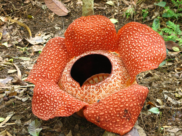 Loài hoa "khủng" nhất thế giới