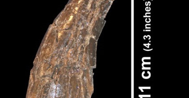 Tìm thấy xương hóa thạch khủng long lớn nhất thế giới