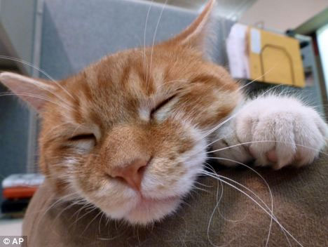 Video: Bị biến dị hiếm gặp, mèo mọc thêm 8 ngón 