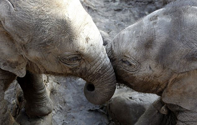 Ảnh đẹp: Ngắm cặp voi sinh ra giữa mùa lũ Thái Lan vui đùa