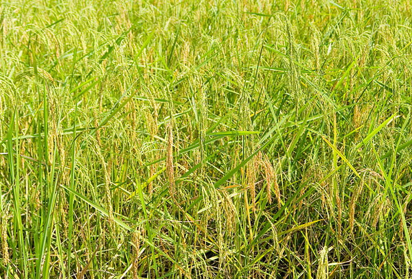 Phát hiện giống lúa "chịu" được biến đổi khí hậu
