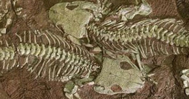 Cuộc sống 250 triệu năm bị xóa sổ bằng núi lửa