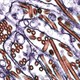 IAEA dùng công nghệ hạt nhân chống virus H5N1