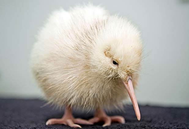 Thêm một chim kiwi trắng quý hiếm ra đời