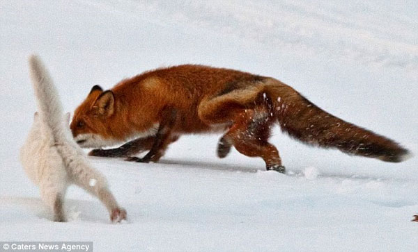 Ảnh đẹp: Mèo đuổi cáo chạy cong đuôi