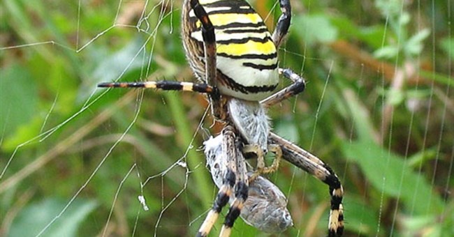 Nhện cái ăn bạn tình là có lí do