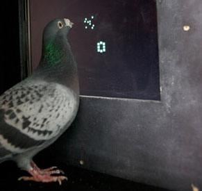 Lần đầu tiên phát hiện loài chim biết làm toán
