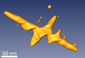 Diệt tế bào ung thư bằng cách chiếu ánh sáng vào tinh thể nano kết đôi vàng