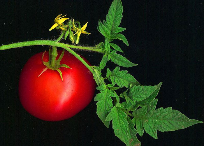 Phát hiện cơ chế "đồng hồ sinh trưởng" ở cây cà chua