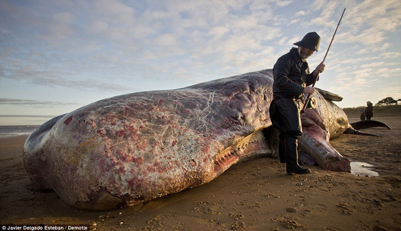 Phát hiện xác cá nhà táng khổng lồ tại Anh