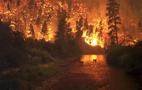 Hỏa hoạn lớn thiêu rụi 1500 hécta rừng tại Chile 