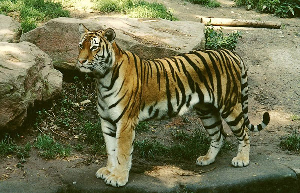 Hổ hoang dã tại Việt Nam còn chưa đến 50 cá thể