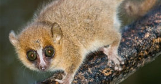 Vượn cáo tránh giao phối cận huyết bằng cách nào?