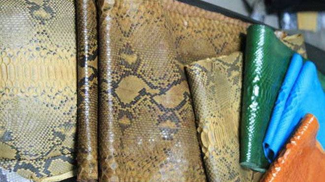 Trăn bị đe dọa vì vấn nạn xuất khẩu da