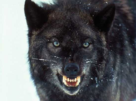 Tại sao những con sói sát thủ rừng hú vào ban đêm?