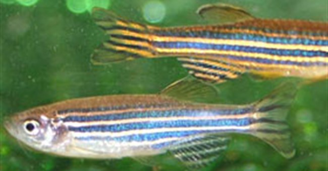 Cá ngựa vằn đổi màu để hút bạn tình 