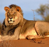 Hoang mạc châu Phi dần biến mất, sư tử bị đe dọa