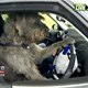 Kì lạ chó học lái xe ôtô