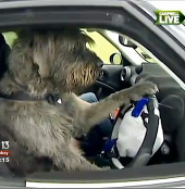 Kì lạ chó học lái xe ôtô