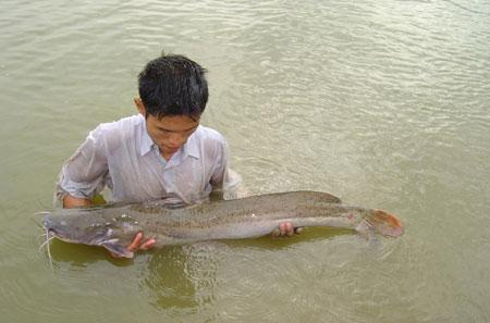 Cá Lăng Trắng  Cá Hoàng Gia