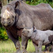 Bộ Nông nghiệp muốn cấm nhập mọi mẫu vật tê giác