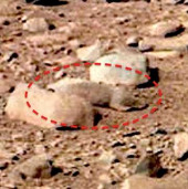 Phát hiện chuột trên sao Hỏa?