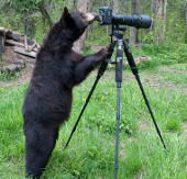 Gấu đen làm "nhiếp ảnh gia"