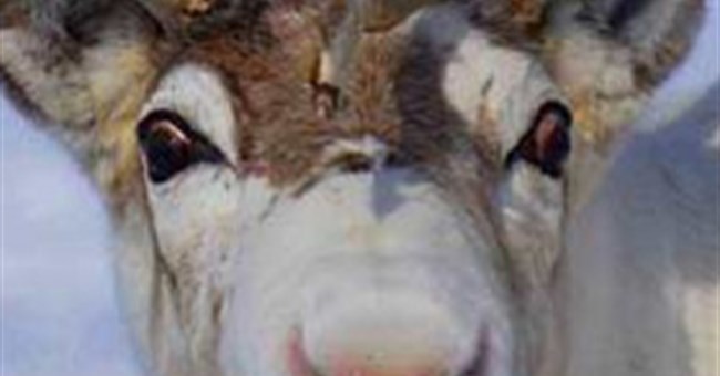 Tại sao mũi tuần lộc của ông già Noel lại có màu đỏ