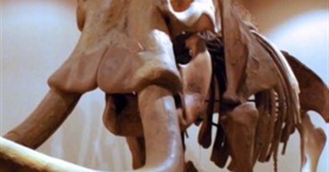 Sự thật về loài voi ở Trung Quốc đã tuyệt chủng 3000 năm trước